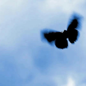 业余性自由摘花毛茸茸高清
