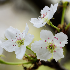业余性自由摘花毛茸茸高清
